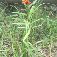 Asclepias curassavica at Lilli Pilli, NSW - 7 Jan 2019