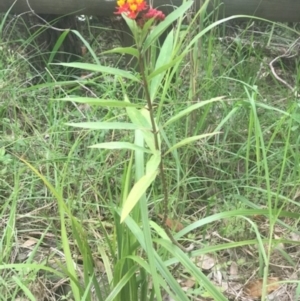 Asclepias curassavica at Lilli Pilli, NSW - 7 Jan 2019 10:21 AM