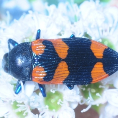 Castiarina thomsoni (A jewel beetle) at Tinderry, NSW - 6 Jan 2019 by Harrisi