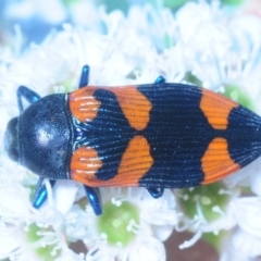Castiarina thomsoni (A jewel beetle) at Tinderry, NSW - 6 Jan 2019 by Harrisi