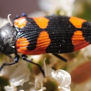 Castiarina thomsoni at Tinderry, NSW - 6 Jan 2019