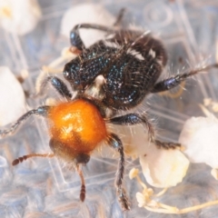 Zenithicola crassus (Clerid beetle) at Namadgi National Park - 2 Jan 2019 by Harrisi