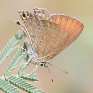 Jalmenus icilius at Tinderry, NSW - 6 Jan 2019 01:29 PM