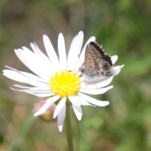 Neolucia hobartensis at Cotter River, ACT - 3 Jan 2019