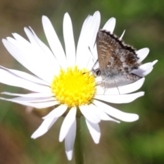 Neolucia hobartensis at Cotter River, ACT - 3 Jan 2019