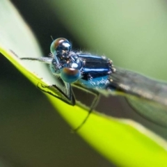 Ischnura heterosticta (Common Bluetail Damselfly) at Panboola - 6 Jan 2019 by harris1737