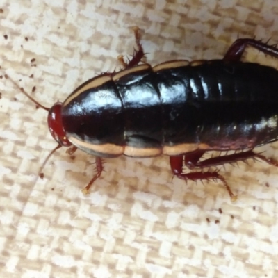 Drymaplaneta communis (Eastern Wood Runner, Common Shining Cockroach) at QPRC LGA - 3 Jan 2019 by LyndalT