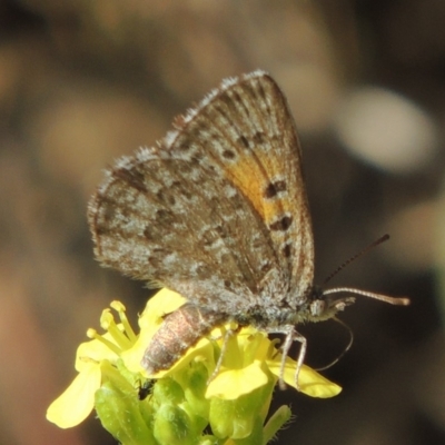 Lucia limbaria (Chequered Copper) at Bullen Range - 18 Dec 2018 by michaelb