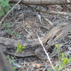 Pogona barbata (Eastern Bearded Dragon) at Pine Island to Point Hut - 18 Dec 2018 by michaelb