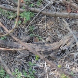 Pogona barbata at Greenway, ACT - 18 Dec 2018