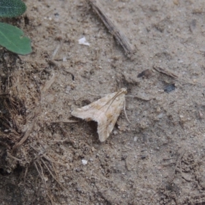 Hellula hydralis at Greenway, ACT - 18 Dec 2018