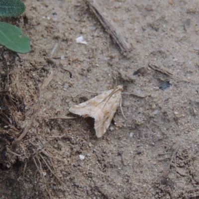 Hellula hydralis (Cabbage Centre Moth) at Greenway, ACT - 18 Dec 2018 by michaelb