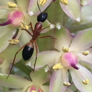 Camponotus consobrinus at Monash, ACT - 7 Jan 2019 08:06 PM