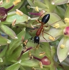 Camponotus consobrinus at Monash, ACT - 7 Jan 2019 08:06 PM