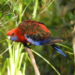 Platycercus elegans (Crimson Rosella) at Meroo National Park - 3 Jan 2019 by MatthewFrawley