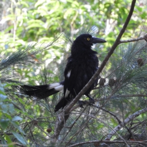 Strepera graculina at Bawley Point, NSW - 4 Jan 2019