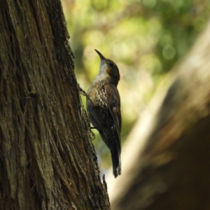 Cormobates leucophaea at Bawley Point, NSW - 4 Jan 2019