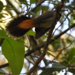 Rhipidura rufifrons (Rufous Fantail) at Meroo National Park - 3 Jan 2019 by MatthewFrawley