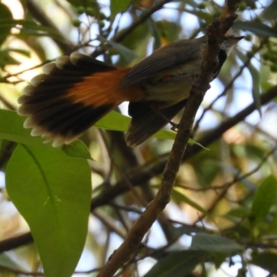 Rhipidura rufifrons (Rufous Fantail) at Meroo National Park - 3 Jan 2019 by MatthewFrawley