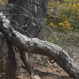 Varanus rosenbergi at Michelago, NSW - 5 Jan 2019