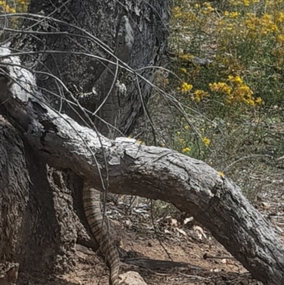 Varanus rosenbergi (Heath or Rosenberg's Monitor) at Michelago, NSW - 5 Jan 2019 by Svajone