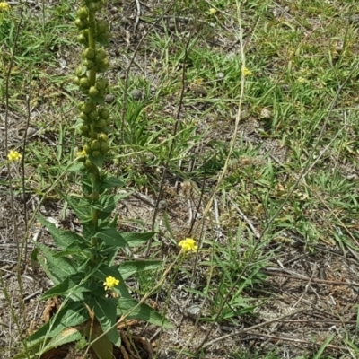 Verbascum virgatum (Green Mullein) at Mount Mugga Mugga - 7 Jan 2019 by Mike