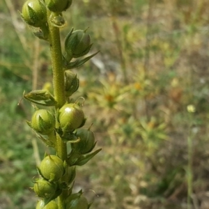 Verbascum virgatum at Undefined, ACT - 7 Jan 2019 03:34 PM