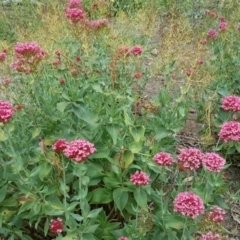 Centranthus ruber (Red Valerian, Kiss-me-quick, Jupiter's Beard) at Mount Mugga Mugga - 7 Jan 2019 by Mike