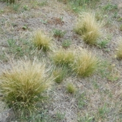 Nassella trichotoma (Serrated Tussock) at Symonston, ACT - 7 Jan 2019 by Mike