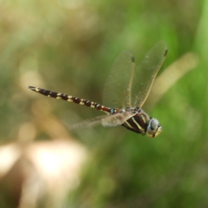 Adversaeschna brevistyla at Termeil, NSW - 3 Jan 2019