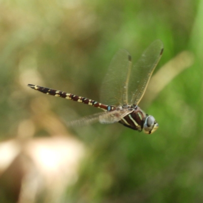 Adversaeschna brevistyla (Blue-spotted Hawker) at Termeil, NSW - 3 Jan 2019 by MatthewFrawley