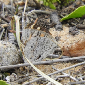 Junonia villida at Bawley Point, NSW - 2 Jan 2019