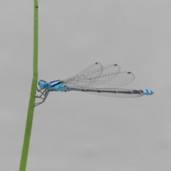 Pseudagrion microcephalum (Blue Riverdamsel) at Bawley Point, NSW - 3 Jan 2019 by MatthewFrawley