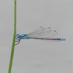 Pseudagrion microcephalum at Bawley Point, NSW - 3 Jan 2019 07:54 AM
