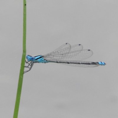 Pseudagrion microcephalum (Blue Riverdamsel) at Meroo National Park - 2 Jan 2019 by MatthewFrawley