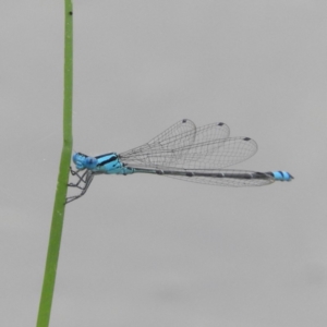 Pseudagrion microcephalum at Bawley Point, NSW - 3 Jan 2019