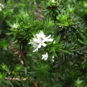 Westringia fruticosa at Bawley Point, NSW - 3 Jan 2019