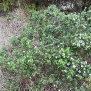 Westringia fruticosa at Bawley Point, NSW - 3 Jan 2019