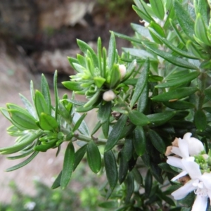 Westringia fruticosa at Bawley Point, NSW - 3 Jan 2019 08:03 AM