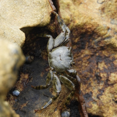 Cyclograpsus audouinii at Termeil, NSW - 3 Jan 2019 by MatthewFrawley