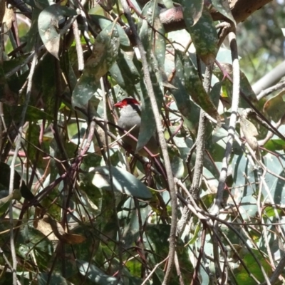 Neochmia temporalis (Red-browed Finch) at Red Hill Nature Reserve - 8 Jan 2019 by TomT