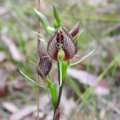 Cryptostylis erecta (Bonnet Orchid) at Termeil, NSW - 2 Jan 2019 by MatthewFrawley