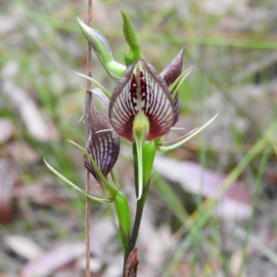 Cryptostylis erecta (Bonnet Orchid) at Termeil, NSW - 3 Jan 2019 by MatthewFrawley