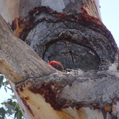 Callocephalon fimbriatum (Gang-gang Cockatoo) at GG194 - 8 Jan 2019 by TomT