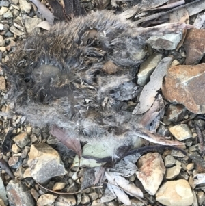 Perameles nasuta at Cotter River, ACT - 6 Jan 2019