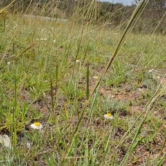 Leucochrysum albicans subsp. tricolor (Hoary Sunray) at Mount Pleasant - 8 Jan 2019 by leith7