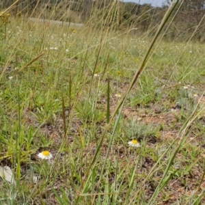 Leucochrysum albicans subsp. tricolor at Campbell, ACT - 8 Jan 2019