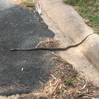 Pseudonaja textilis (Eastern Brown Snake) at Evatt, ACT - 7 Jan 2019 by dhkmapr