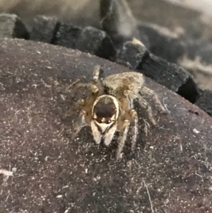 Maratus griseus at Monash, ACT - 8 Jan 2019 02:43 PM