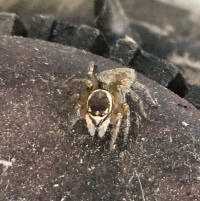 Maratus griseus (Jumping spider) at Monash, ACT - 8 Jan 2019 by jackQ
